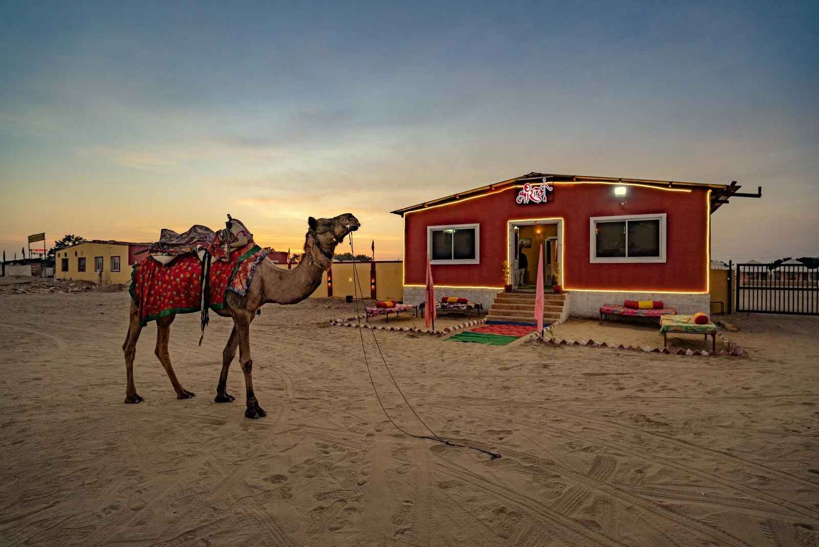 Camel outside the camp dining hall